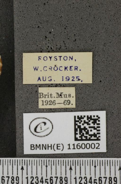 Lysandra coridon (Poda, 1761) - BMNHE_1160002_label_115650