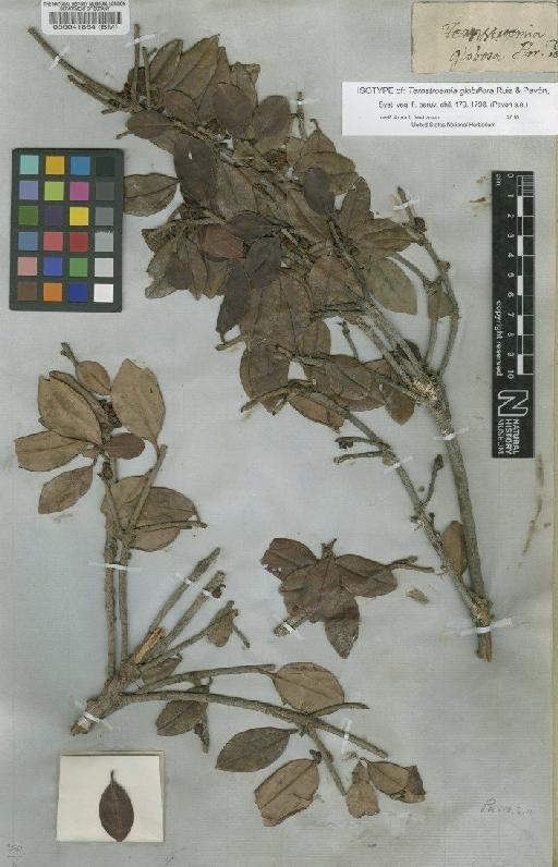 Ternstroemia globiflora Ruiz & Pav. - BM000041864