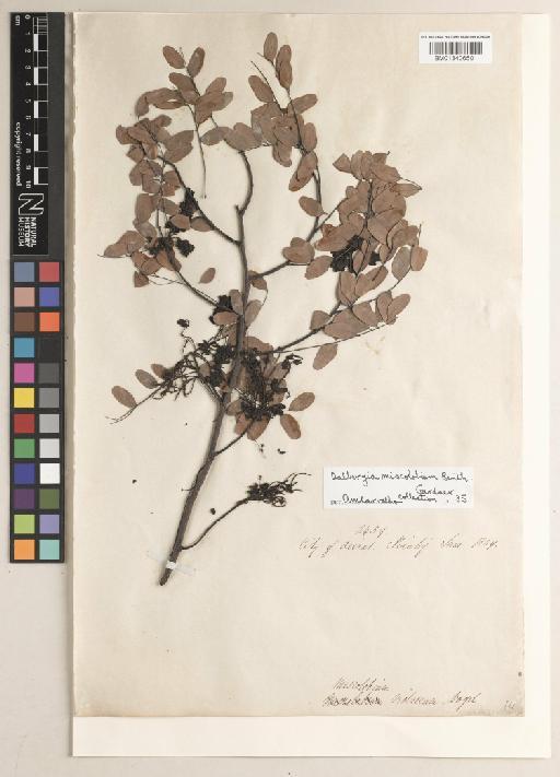 Dalbergia miscolobium Benth. - BM013406501