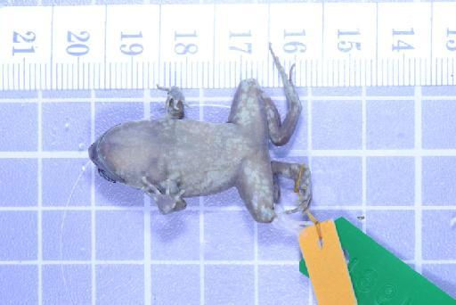 Callulops humicola compta (Zweifel, 1972) - Image of specimen 1961.851