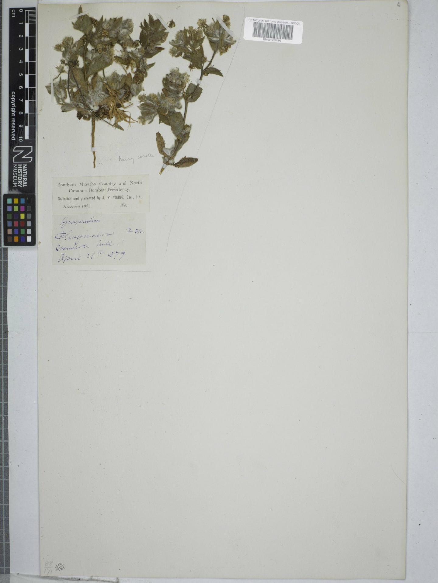 To NHMUK collection (Blumea oxyodonta DC.; NHMUK:ecatalogue:9151236)