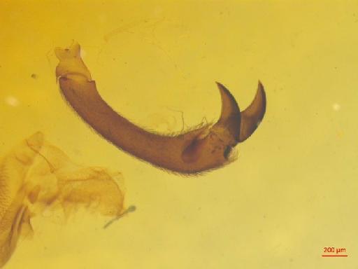 Rhytiphora obliqua (Donovan, 1805) - 010131525___1
