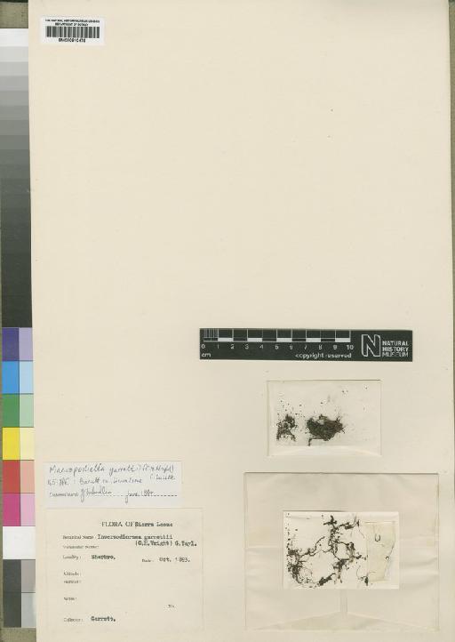 Macropodiella garrettii (C.H.Wright) C.Cusset - BM000910479