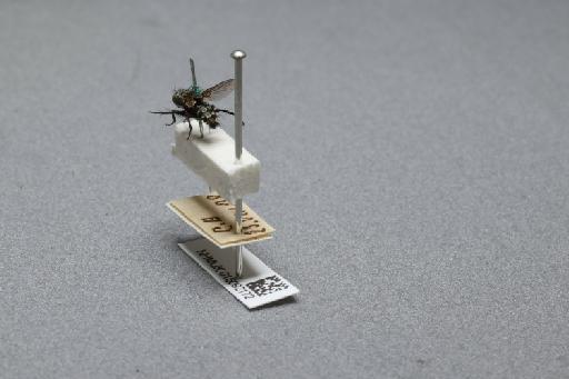 Sarcophaga (Myorhina) nigriventris Meigen, 1826 - 015092172_additional_2