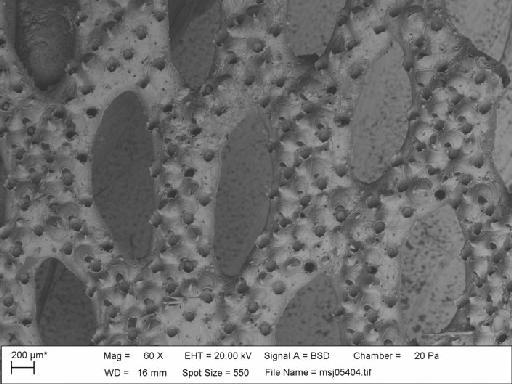 Schizoretepora imperati Busk, 1884 - S_imperati_msj05404