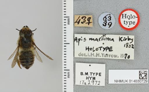 Megachile (Xanthosarus) maritima (Kirby, 1802) - 014030729_837914_507347-17a