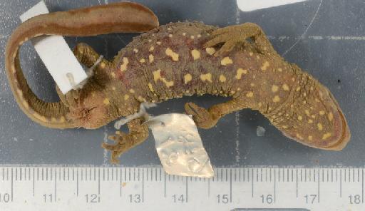 Paramesotriton chinensis - 1946.9.6.15-pic2