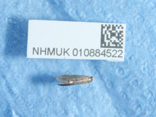 Psychoides filicivora (Meyrick, 1937) - 010884522_1