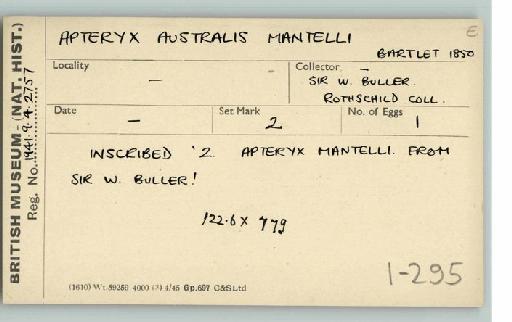 Apteryx australis mantelli A.D. Bartlett, 1852 - Bird egg cardex drawer 1
