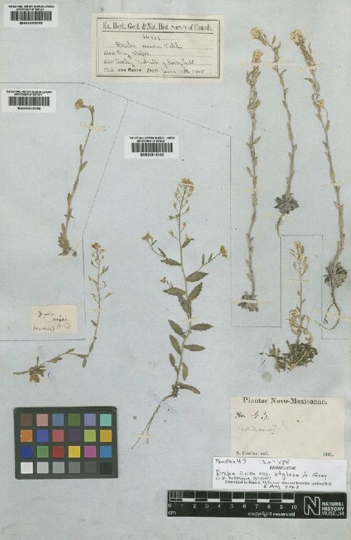 Draba helleriana Greene - BM000815160