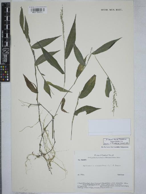 Oplismenus compositus (L.) P.Beauv. - 012547815