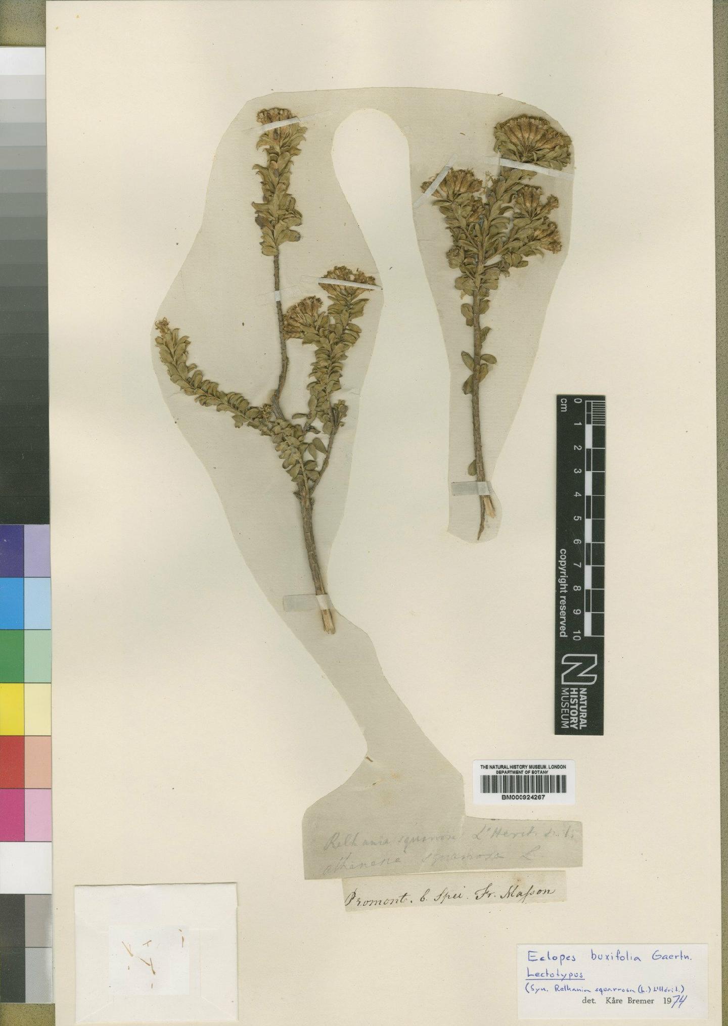To NHMUK collection (Relhania squarrosa (L.) L'Hér.; Type; NHMUK:ecatalogue:4529295)