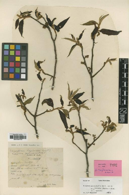 Symplocos macrophylla subsp. sulcata (Kurz) Noot. - BM000997533