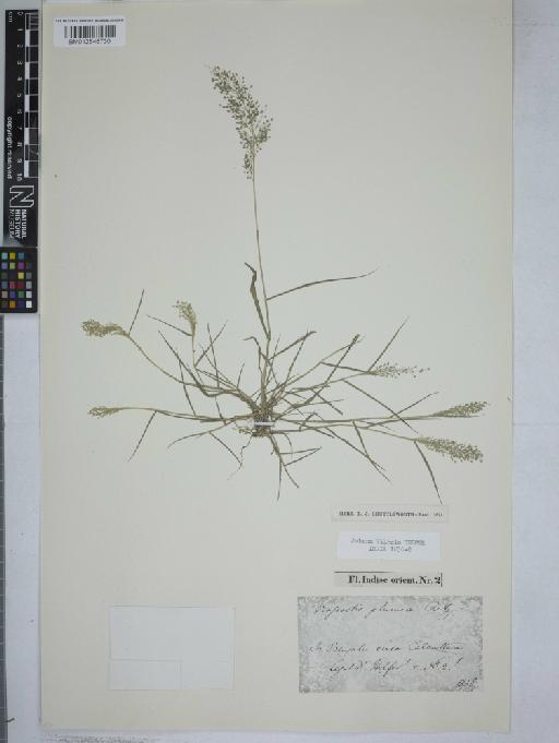 Eragrostis amabilis (L.) Wight & Arn. - 012546730