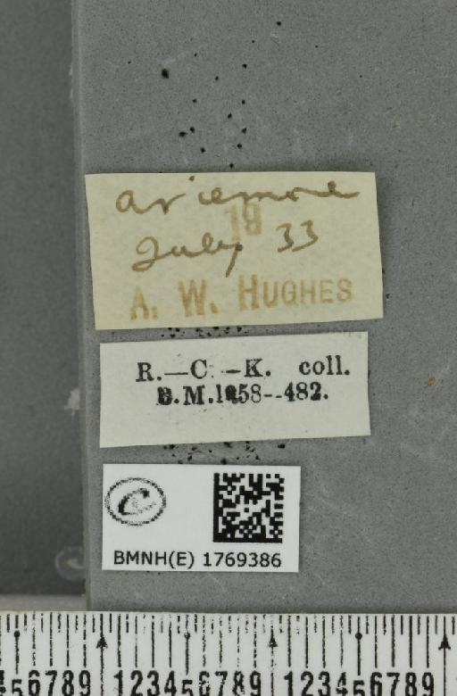 Dysstroma truncata truncata (Hufnagel, 1767) - BMNHE_1769386_label_350150