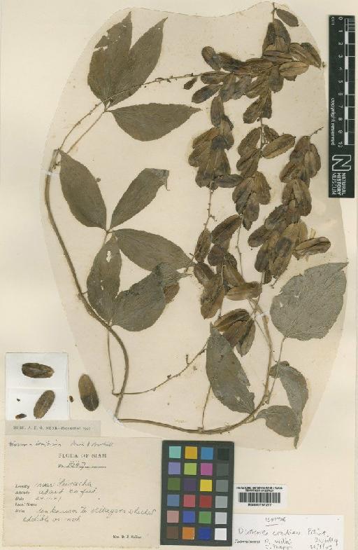 Dioscorea craibiana Prain & Burkill - BM000797277
