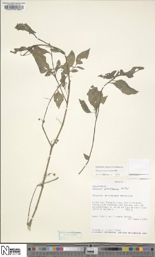 Solanum americanum - BM000529192