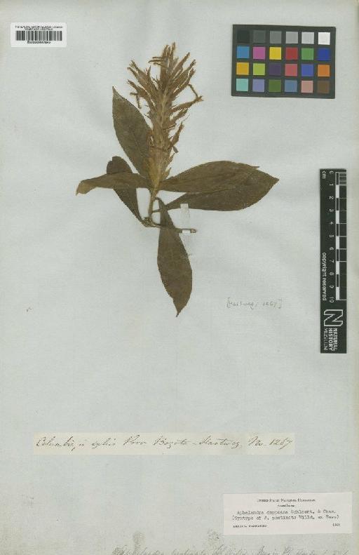 Aphelandra scabra (Vahl) Smith - BM000992492