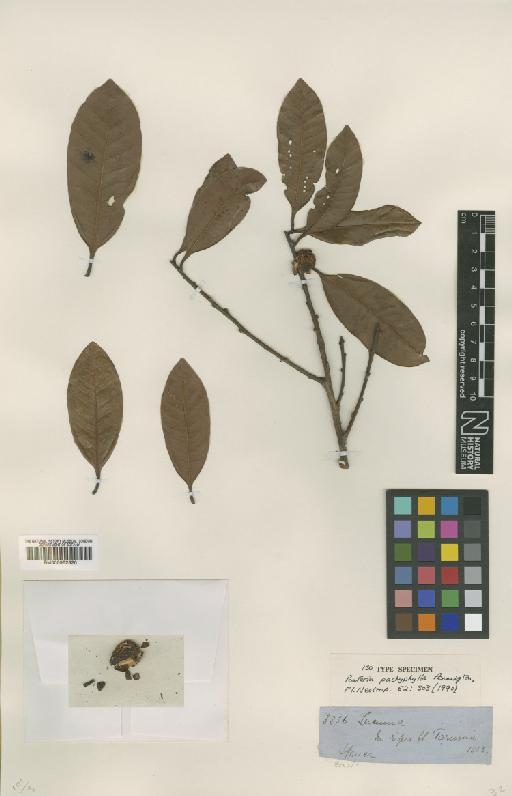 Pouteria pachyphylla Penn - BM000952520