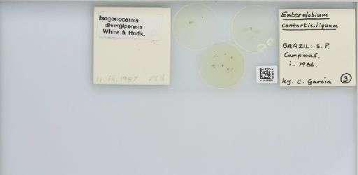 Isogonoceraia divergipennis White & Hodkinson, 1980 - 013482959_117198_1146273_157792_NonType_result