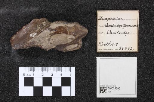 Edaphodon infraphylum Gnathostomata Buckland 1838 - 010039595_L010040983