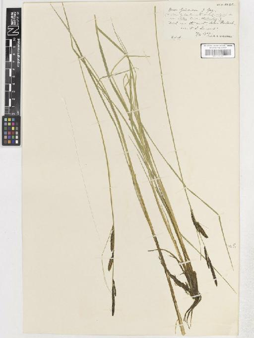 Carex nigra var. elatior - BM001183793 C
