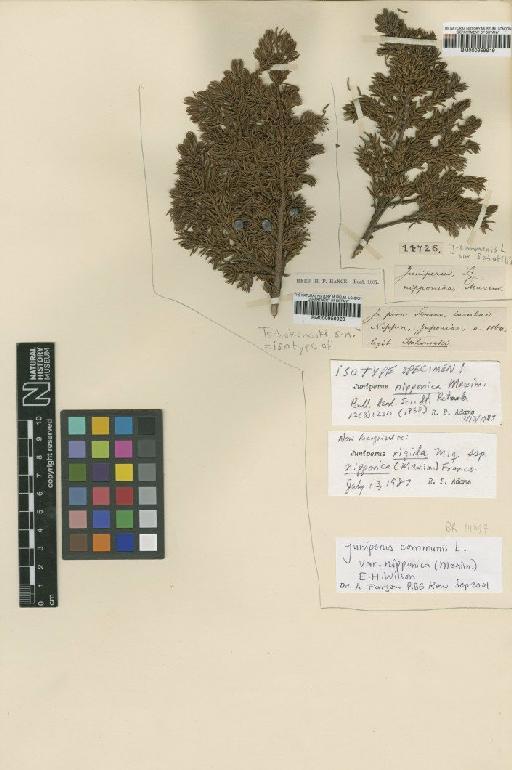 Juniperus communis var. nipponica (Maxim.) E.H.Wilson - BM000959919
