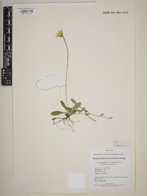 Pilosella officinarum F.W.Schultz & Sch.Bip. - BM013737040