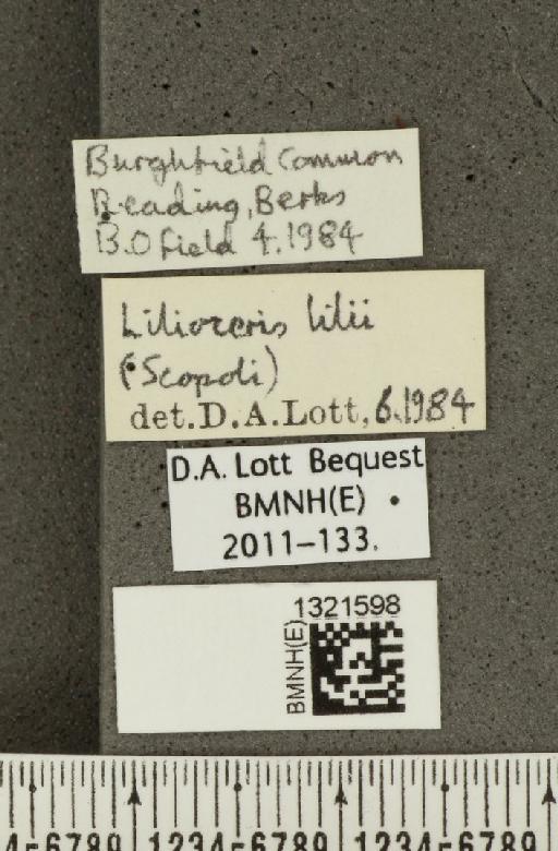 Lilioceris (Lilioceris) lilii (Scopoli, 1763) - BMNHE_1321598_label_11621