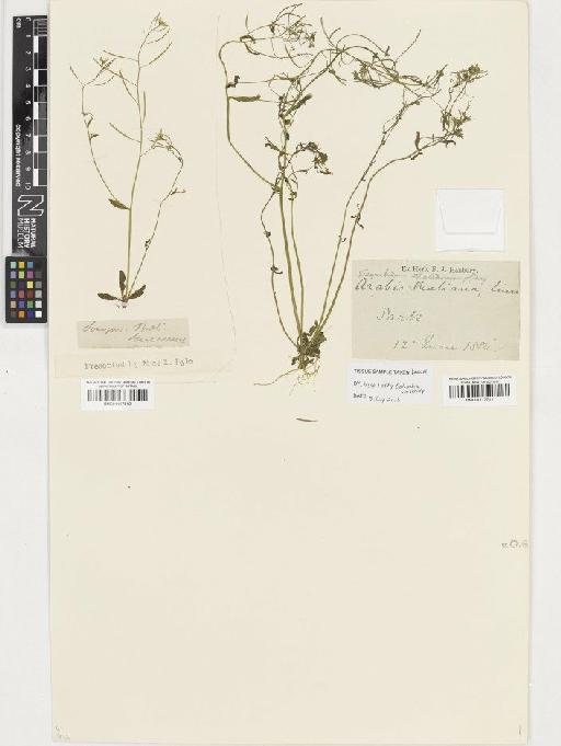 Arabidopsis thaliana (L.) Heynh. - BM001117711