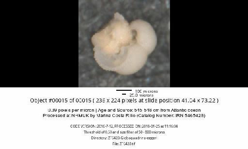 Neogloboquadrina dutertrei (d'Orbigny) - ZF6428-Globoquadrina-eggeri_obj00015_plane000.jpg