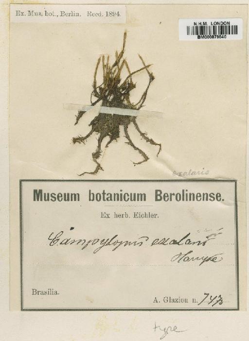 Campylopus introflexus (Hedw.) Brid. - BM000879640