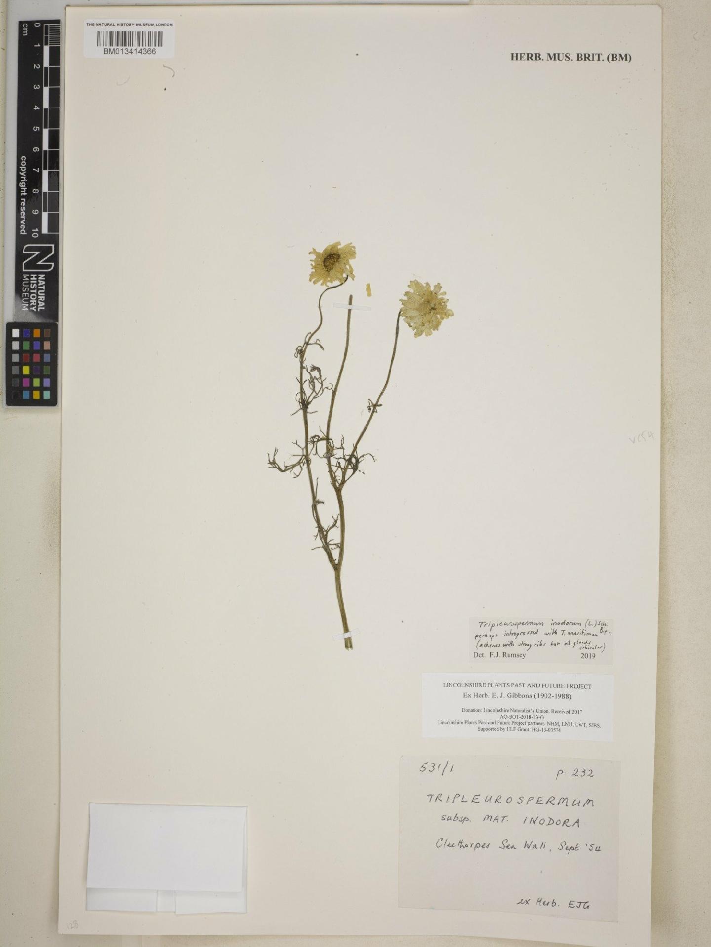 To NHMUK collection (Tripleurospermum inodorum (L.) Sch.Bip.; NHMUK:ecatalogue:8675405)