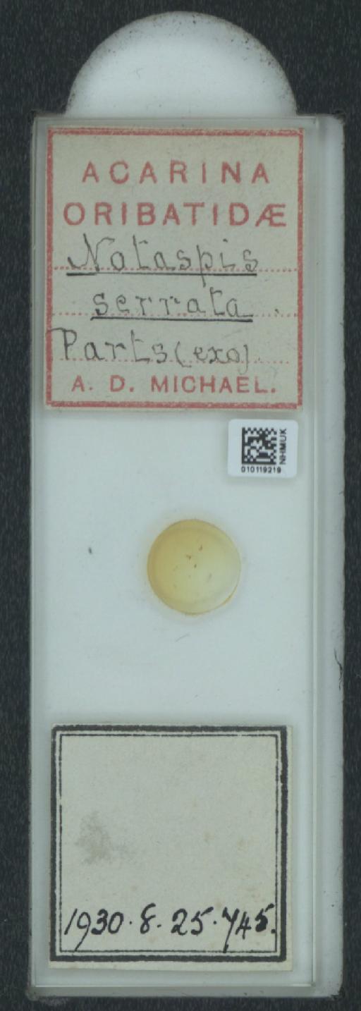 Notaspis serrata A.D. Michael, 1885 - 010119219_128162_1585150