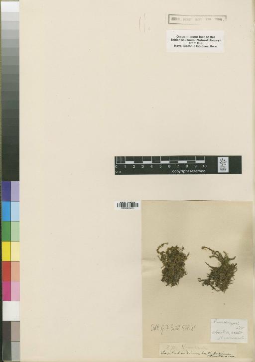 Leptodontium latifolium Broth. - BM000870375_a
