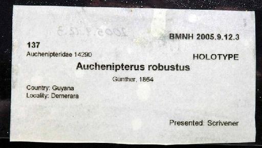 Auchenipterus robustus Günther, 1864 - 2005.9.12.3; Auchenipterus robustus; image of jar label; ACSI project image