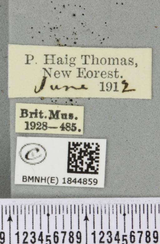 Macaria liturata (Clerck, 1759) - BMNHE_1844859_label_421161