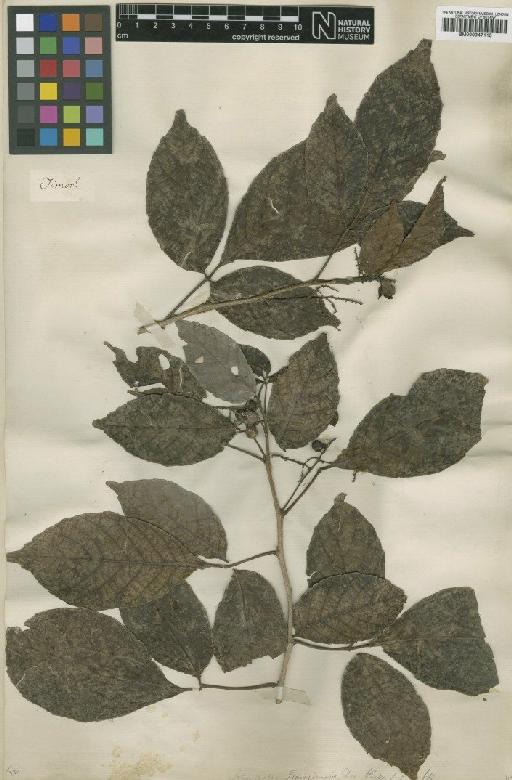 Allophylus timoriensis (DC.) Blume - BM000947115