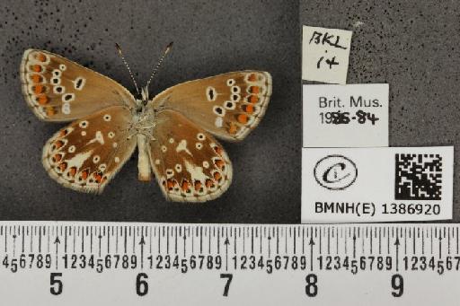 Aricia agestis x artaxerxes - BMNHE_1386920_185072