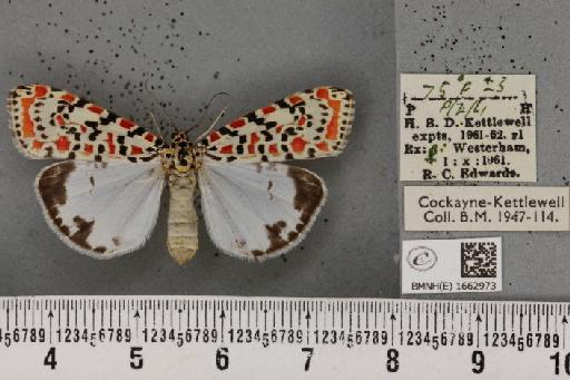 Utetheisa pulchella (Linnaeus, 1758) - BMNHE_1662973_283502