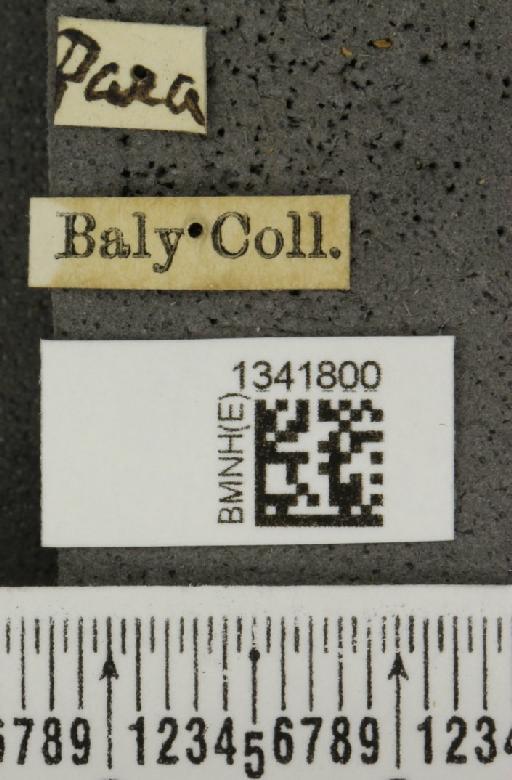 Gynandrobrotica caviceps (Baly, 1889) - BMNHE_1341800_label_23520