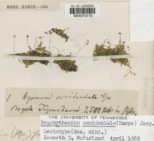 Brachythecium occidentale (Hampe) A.Jaeger - BM000724152