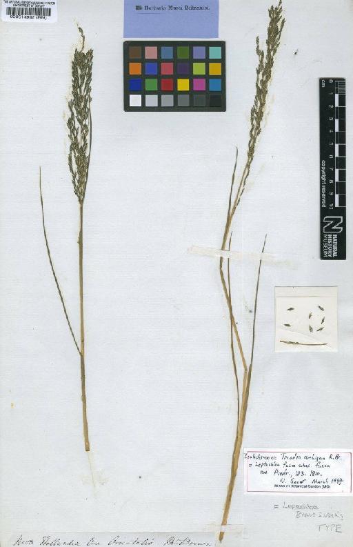 Leptochloa fusca subsp. fusca (L.) Kunth - BM000514992