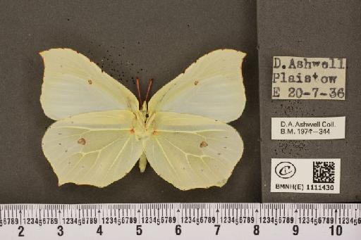 Gonepteryx rhamni rhamni Linnaeus, 1758 - BMNHE_1111430_64583