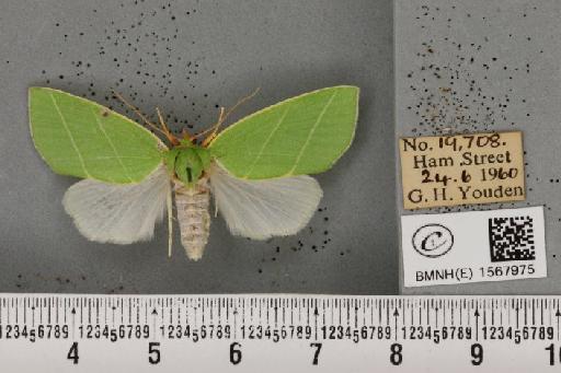 Bena bicolorana (Fuessly, 1775) - BMNHE_1567975_293420