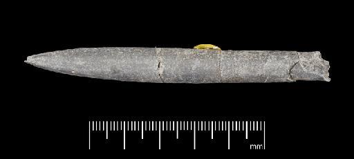 Simpsonibelus expansus (Simpson) - PI CC 1338 - belemnite