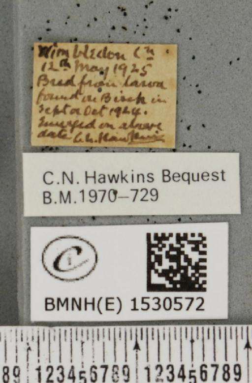 Falcaria lacertinaria (Linnaeus, 1758) - BMNHE_1530572_label_186929