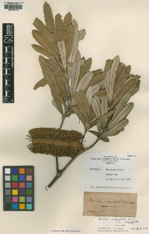 Banksia integrifolia var. integrifolia L.f. - BM000794150