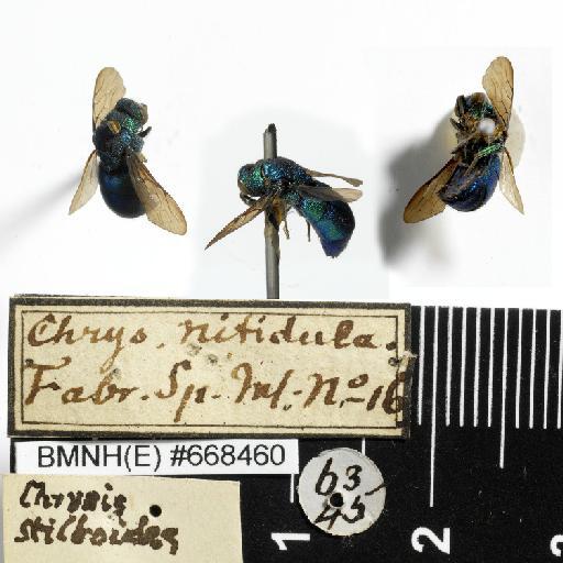 Chrysis nitidula Fabricius, 1775 - Chrysis_nitidula-BMNH(E)#668460-habiti