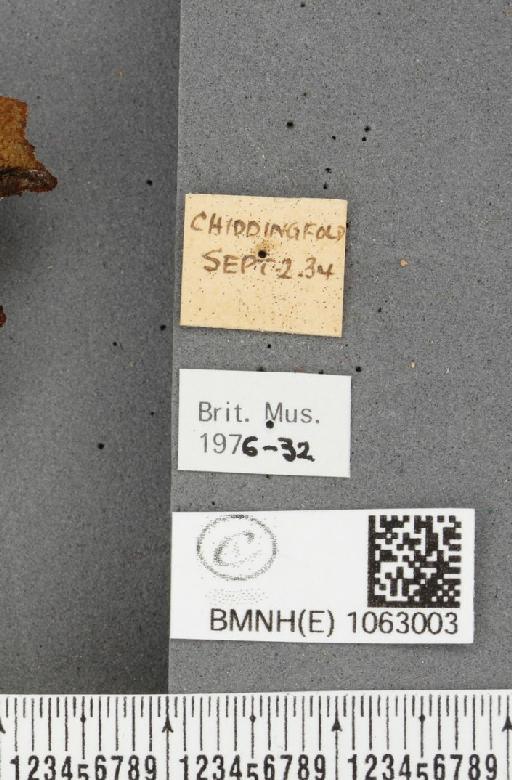 Polygonia c-album (Linnaeus, 1758) - BMNHE_1063003_label_23999